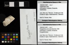 Foto (Objekt + Etiketten) von Paragalathea verrucosa (Moericke 1889) 
